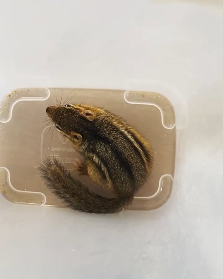 Yet another chipmunk release