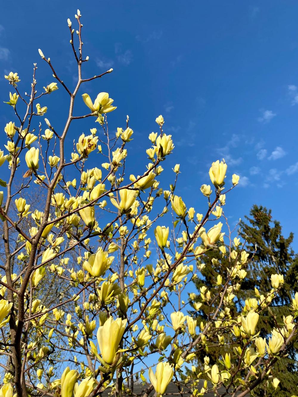 magnolia tree blooming