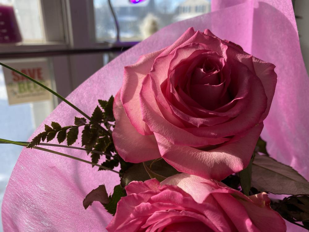 A pink rose for Maggie