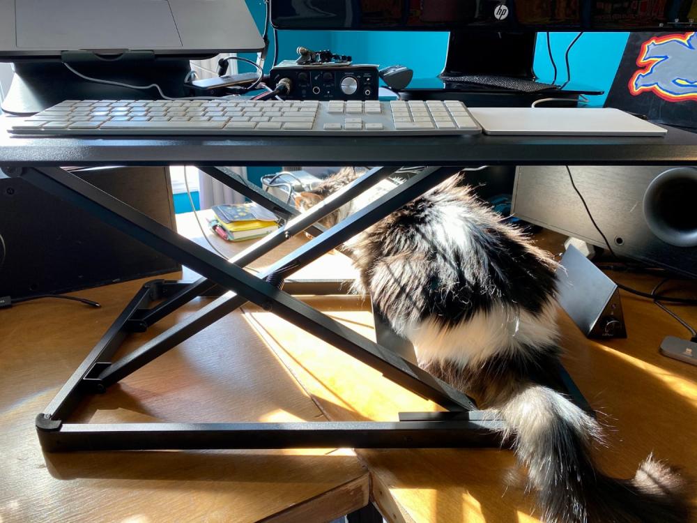 Cat under the standing desk converter