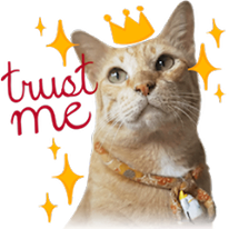 trust me cat