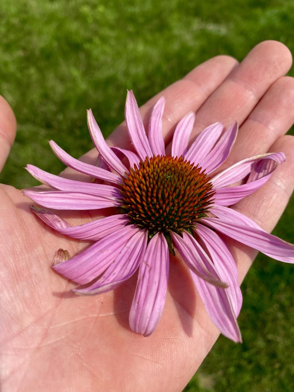 Cone flower head