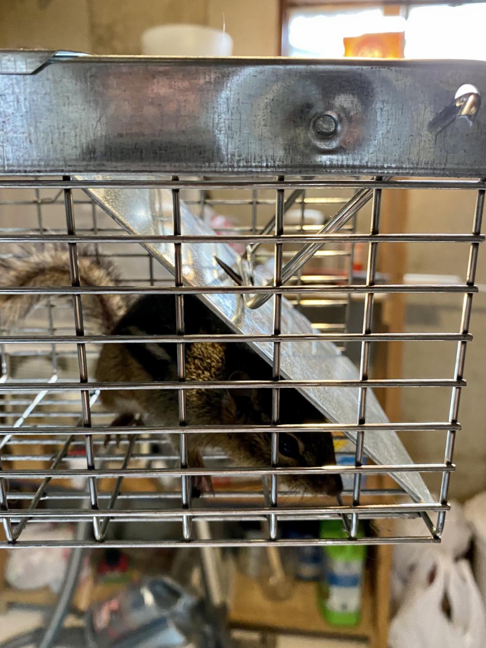 Chipmunk caught in le trap
