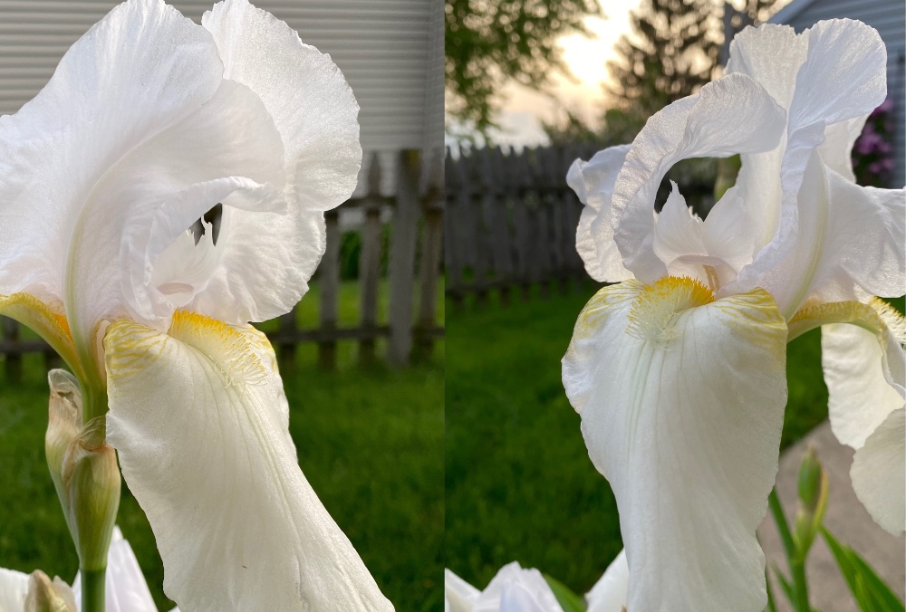 Southern chickens flowers