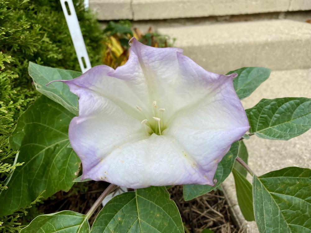 Moonflower in lavender