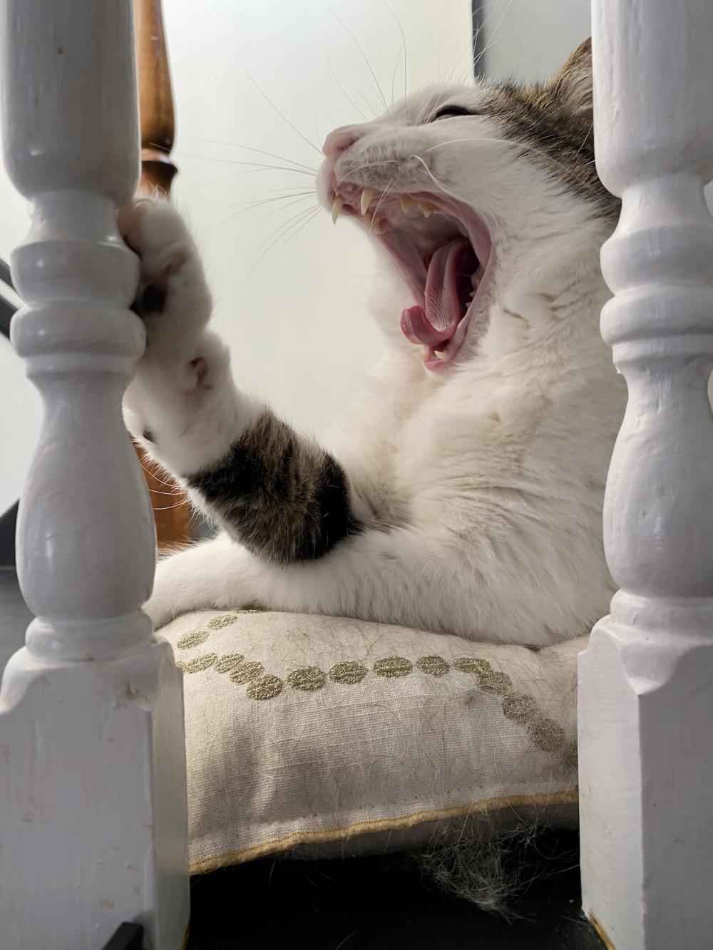 Pearl's cat yawn